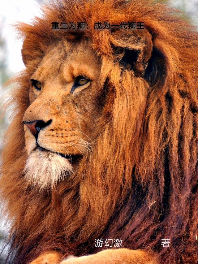 重生为狮子
